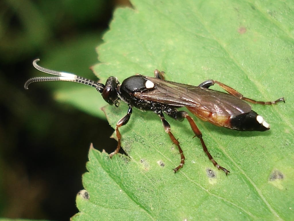 The ichneumon wasp